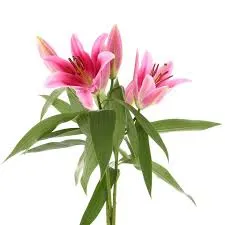 لیلیوم اورینتال