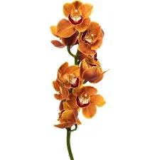 ارکیده سیمبیدیوم