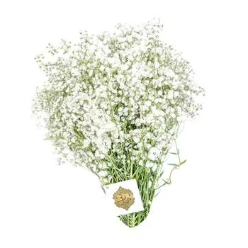 چیپسی